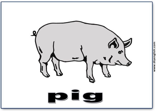 pig – English word flashcard