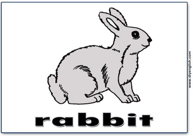 rabbit – English word flashcard