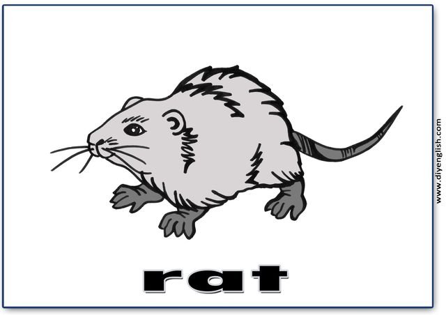 rat – English word flashcard