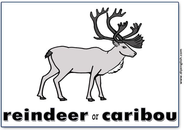 reindeer / caribou – English word flashcard