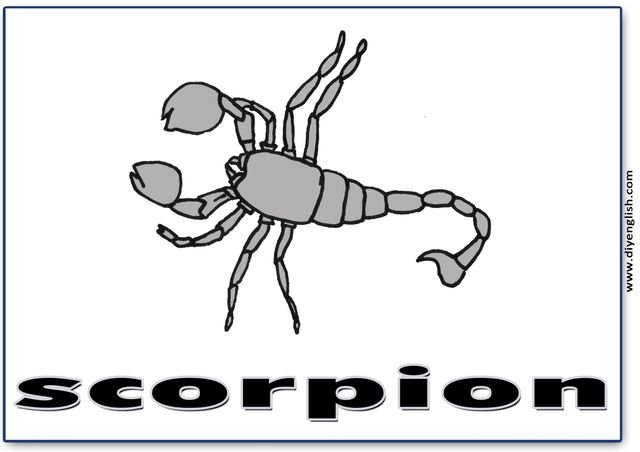 scorpion – English word flashcard