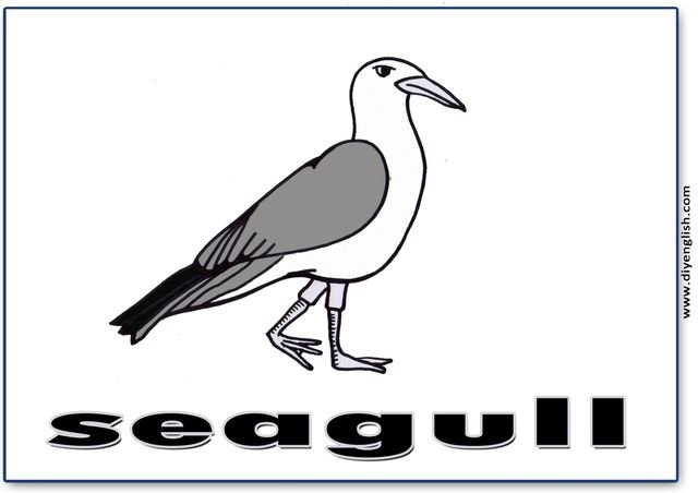seagull – English word flashcard