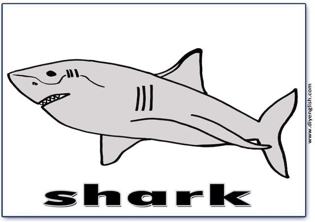 shark – English word flashcard