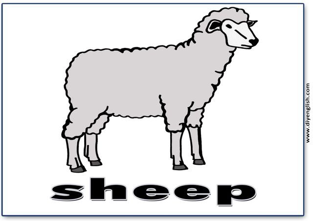 sheep – English word flashcard