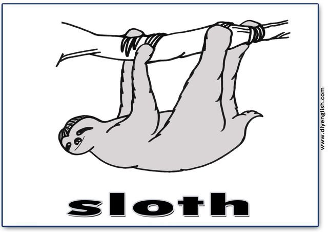 sloth – English word flashcard