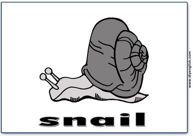 snail – English word flashcard