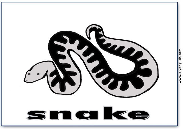 snake – English word flashcard