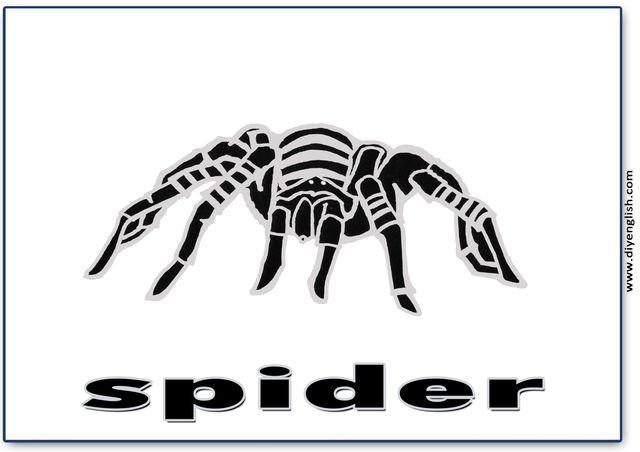 spider – English word flashcard