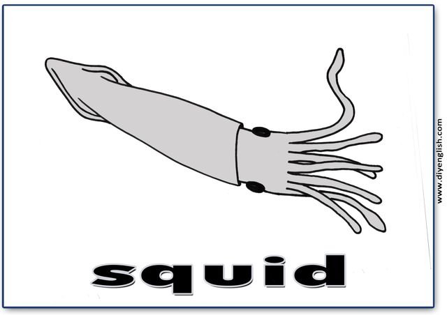 squid – English word flashcard