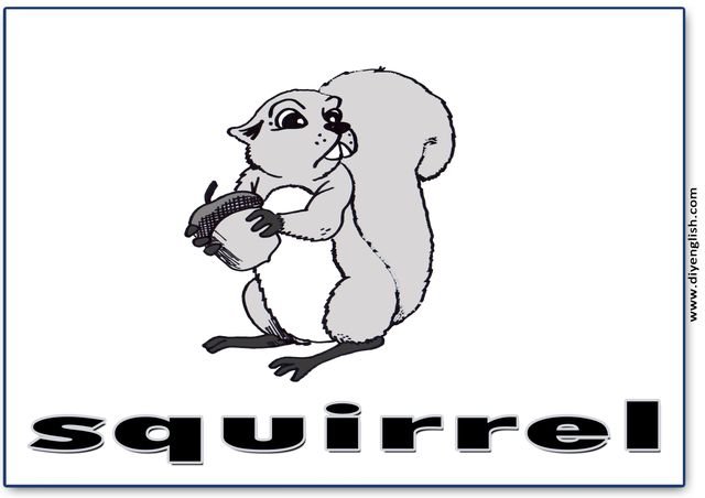 squirrel – English word flashcard