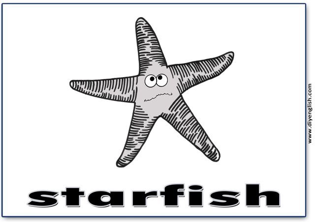 starfish – English word flashcard