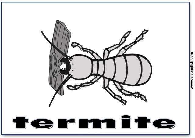 termite – English word flashcard