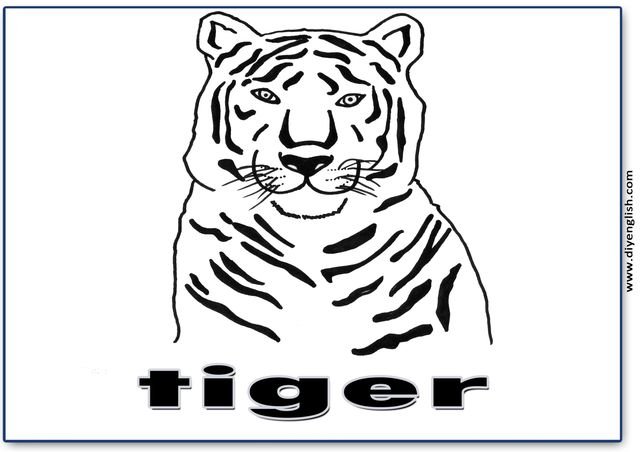 tiger – English word flashcard