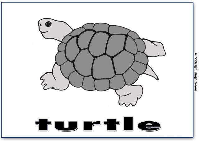 turtle – English word flashcard