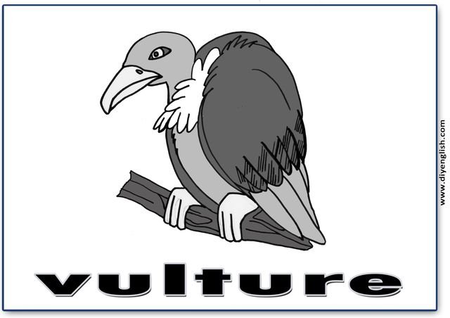 vulture – English word flashcard