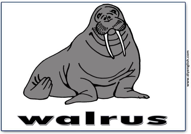 walrus – English word flashcard