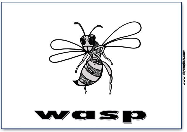 wasp – English word flashcard