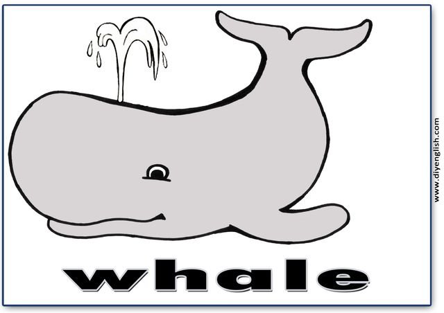 whale – English word flashcard