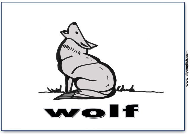 wolf – English word flashcard