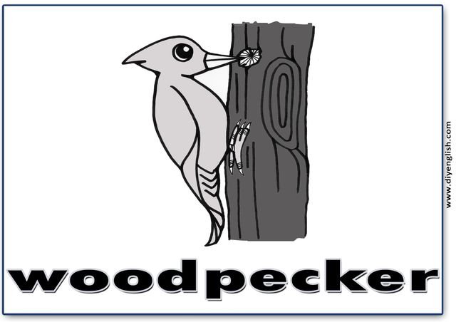 woodpecker – English word flashcard