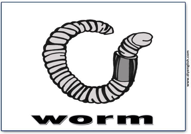 worm – English word flashcard