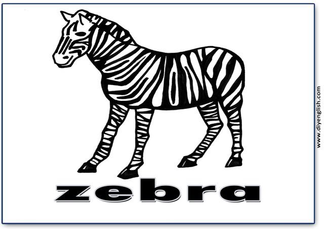 zebra – English word flashcard