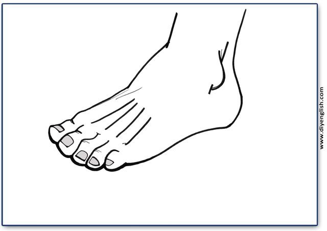 foot – Blank – colour & write flashcard
