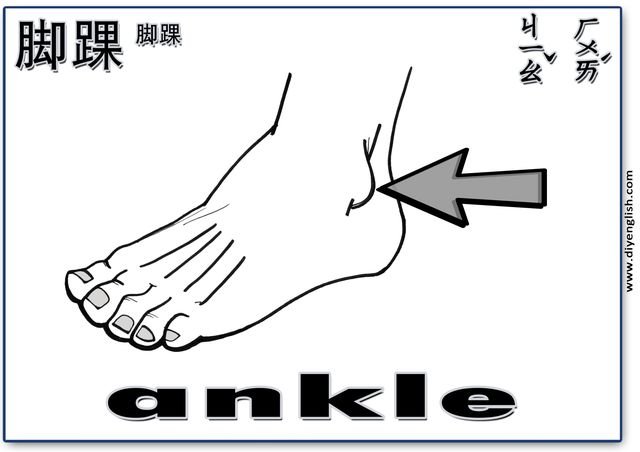 ankle – Chinese & English flashcard