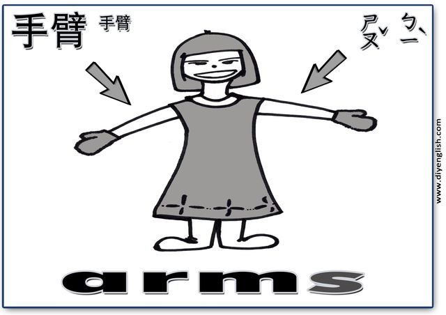 arms – Chinese & English flashcard