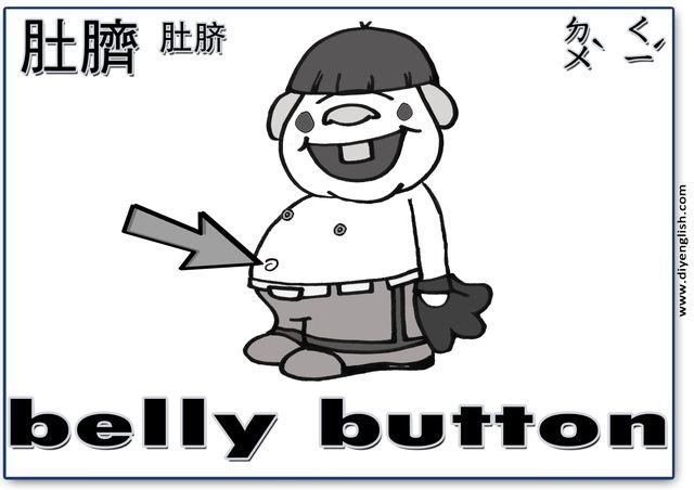 belly button – Chinese & English flashcard