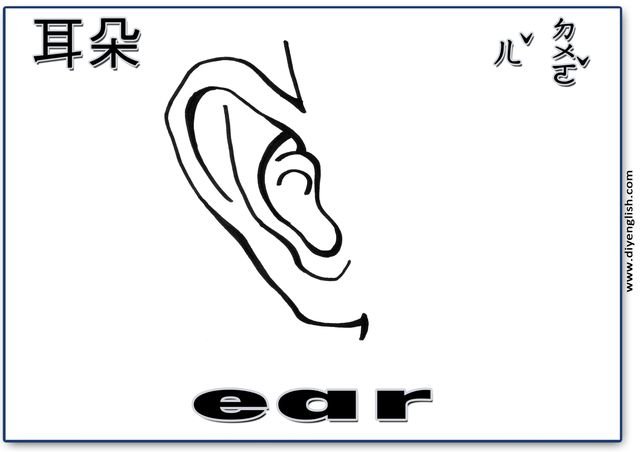 ear – Chinese & English flashcard