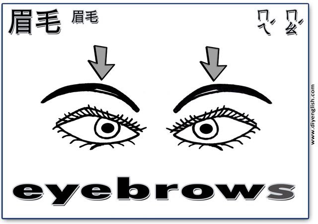 eyebrows – Chinese & English flashcard