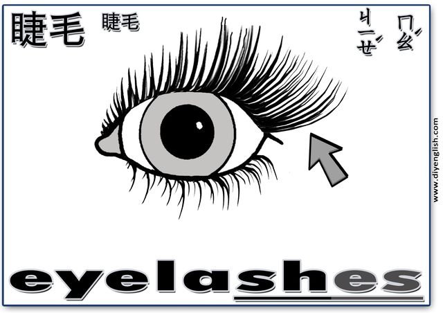 eyelashes – Chinese & English flashcard