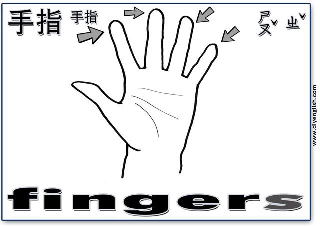 fingers – Chinese & English flashcard