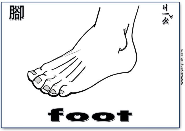 foot – Chinese & English flashcard