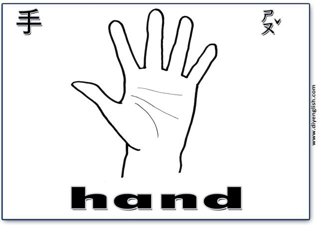 hand – Chinese & English flashcard