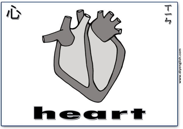 heart – Chinese & English flashcard