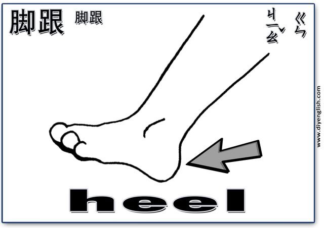 heel – Chinese & English flashcard