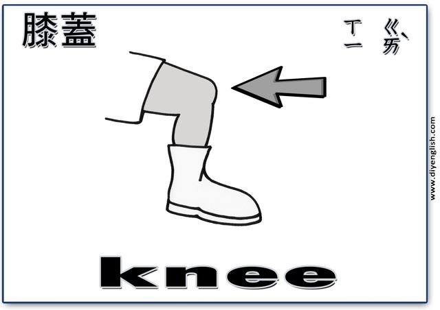knee – Chinese & English flashcard