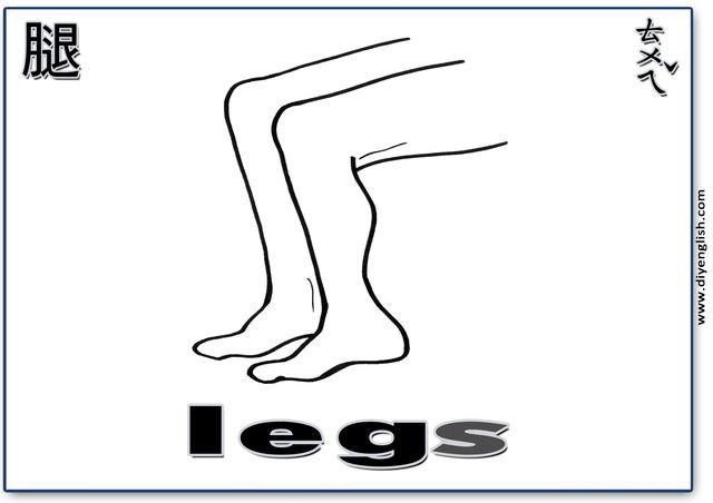 legs – Chinese & English flashcard