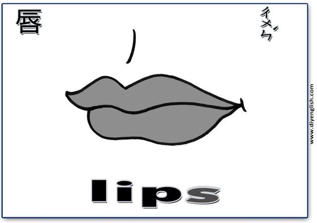 lips – Chinese & English flashcard