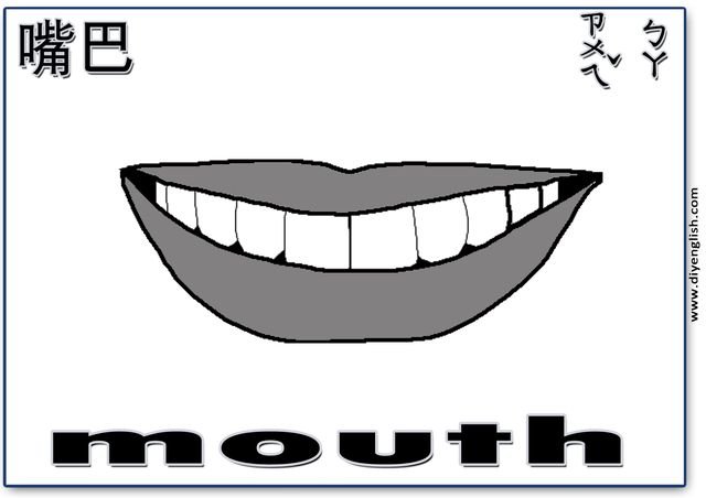 mouth – Chinese & English flashcard