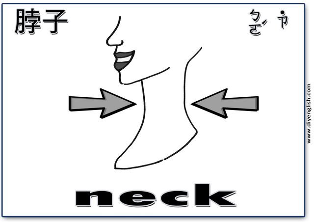 neck – Chinese & English flashcard