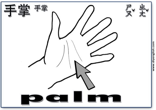 palm – Chinese & English flashcard