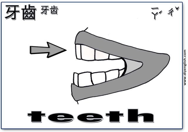 teeth – Chinese & English flashcard