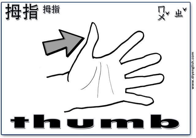 thumb – Chinese & English flashcard