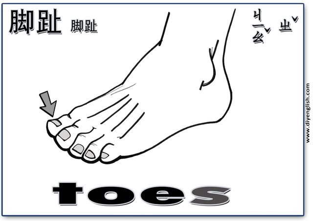 toes – Chinese & English flashcard