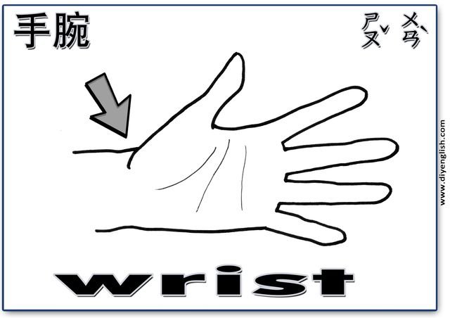 wrist – Chinese & English flashcard