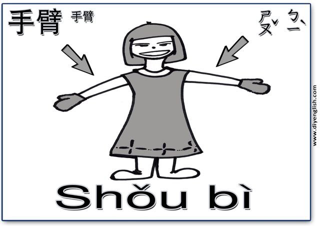 arms – Chinese & Pinyin flashcard