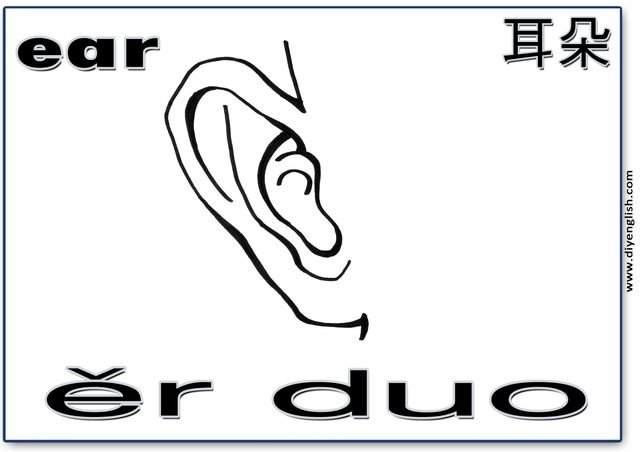 ear – Chinese & Pinyin flashcard